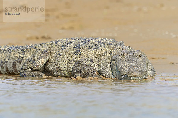 Indisches Sumpfkrokodil (Crocodylus palustris) am Ufer liegend