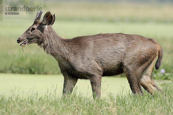 Sambarhirsch  Sambar-Hirsch  Sambar oder Pferdehirsch (Cervus unicolor)  Männchen