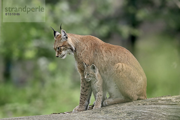 Eurasischer Luchs oder Nordluchs (Lynx lynx)  Weibchen mit Jungtier  captive