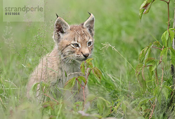 Eurasischer Luchs oder Nordluchs (Lynx lynx)  Jungtier  captive