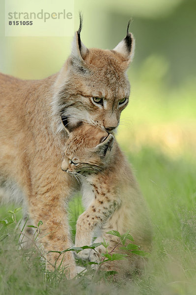 Eurasischer Luchs oder Nordluchs (Lynx lynx)  Weibchen trägt Jungtier  captive