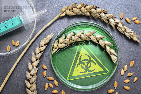 Petri-Schale mit Weizenähren  Symbolbild für Gen-Weizen
