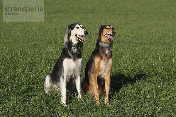 Salukis  Persian Greyhounds