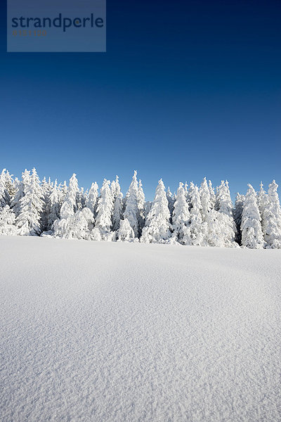 Winterlandschaft mit verschneiten Tannen