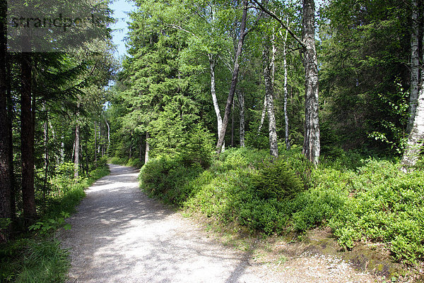 Waldweg im Ostallgäu