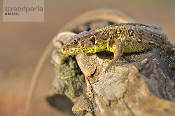 Zauneidechse (Lacerta agilis)  Weibchen kurz vor der Eiablage beim Sonnenbad