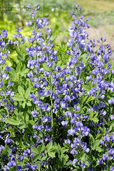 Indigolupine  Blaue Färberhülse oder Falscher Indigio (Baptisia australis)  blühend  Zierpflanze und Färberpflanze  Vorkommen in Nordamerika