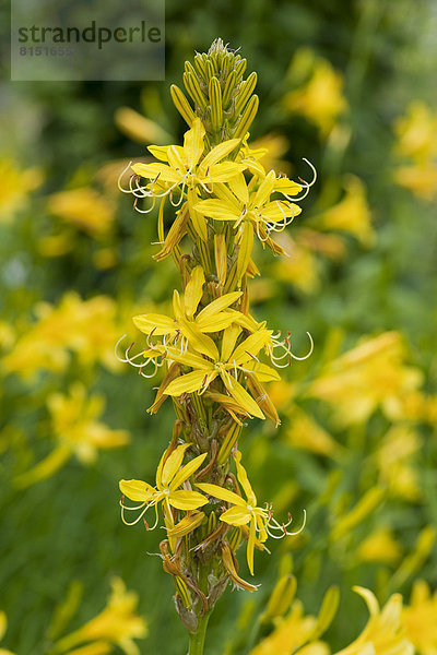 Gelber Affodill oder Junkerlilie (Asphodeline lutea)  blühend  Gartenpflanze  Vorkommen im Mittelmeergebiet