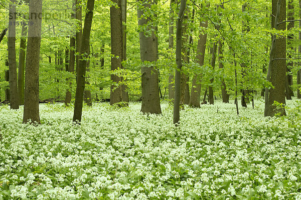 Rotbuchenwald (Fagus sylvatica) mit blühendem Bärlauch (Allium ursinum)