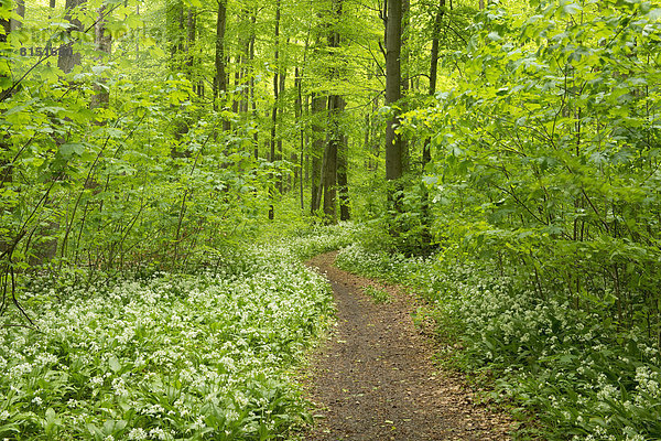 Weg im Frühlingswald  blühender Bärlauch (Allium ursinum)