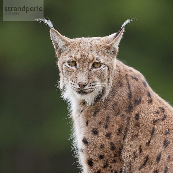 Eurasischer Luchs oder Nordluchs (Lynx lynx)  Porträt  captive