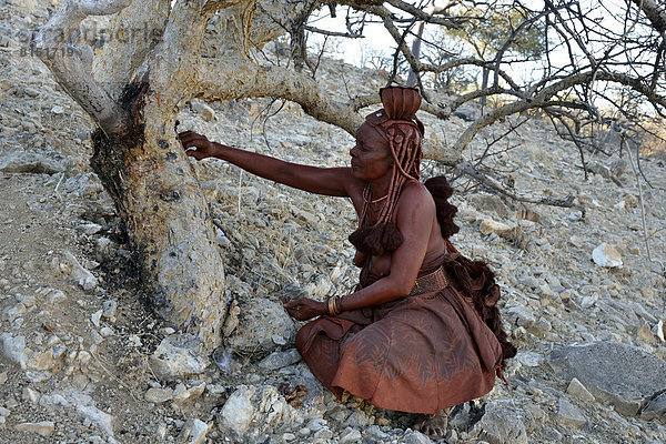Himba-Frau bei der Ernte des Harzes des Omumbiri-Buschs  auch Balsam-Busch (Commiphora wildii) zur Herstellung von Parfum