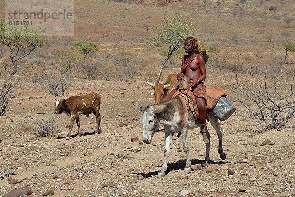Himba-Frau auf einem Esel mit einer Kuh