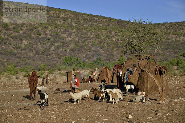 Himba und Ziegen vor Himba-Hütten
