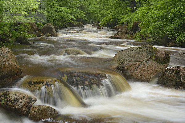 Wasser fließt über Steine und Felsen in einem Gebirgsbach  Flusslauf der Ilse