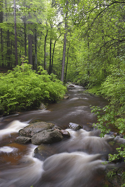 Wasser fließt über Steine und Felsen in einem Gebirgsbach in einem Buchenmischwald  Flusslauf der Ilse