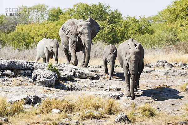 Afrikanische Elefanten (Loxodonta africana) mit Jungtieren