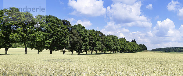 Baumallee im Sommer