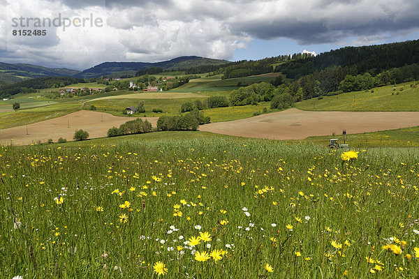 Blume Landschaft Wiese gepflegt