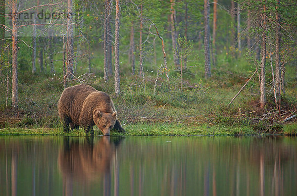 Braunbär (Ursus arctos) am Wasser  trinkt