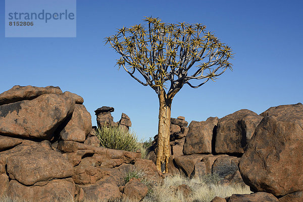 'Köcherbaum (Aloe dichotoma) und Felsformationen am ''Spielplatz der Riesen'''