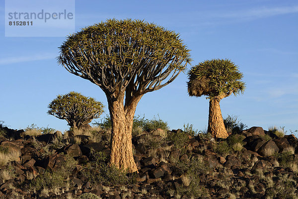 Köcherbäume (Aloe dichotoma)  Köcherbaumwald