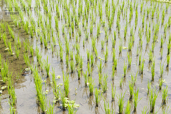 Reispflanzen im Reisfeld