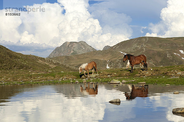 Zwei Pferde auf dem Weg zur Tränke am Penser Joch oder Passo di Pennes