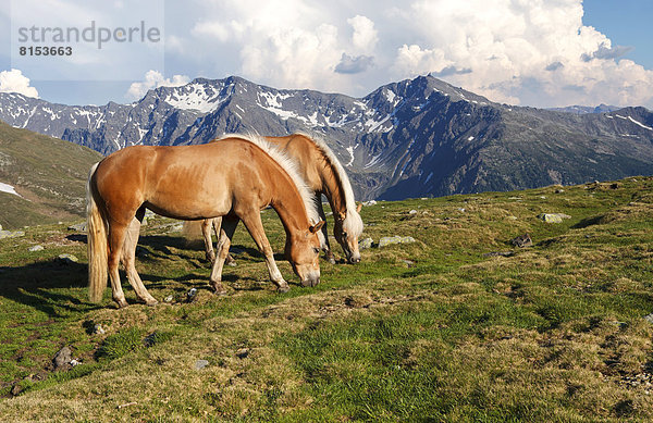 Zwei Pferde grasen am Penser Joch oder Passo di Pennes