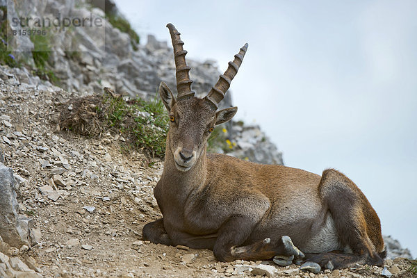 Alpensteinbock (Capra ibex)  Männchen