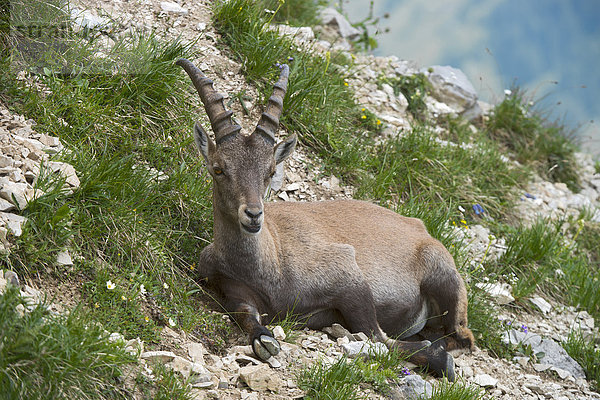Alpensteinbock (Capra ibex)  Männchen