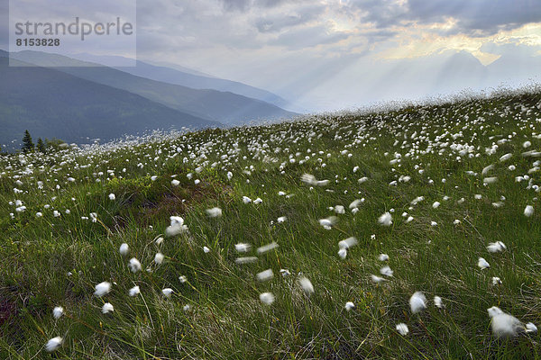 Naunz im Sommer  Wollgras (Eriophorum sp.) vor Karwendel-Gebirge und Tuxer Voralpen