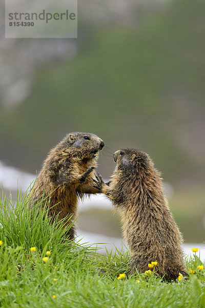 Sich streitende Alpenmurmeltiere (Marmota marmota) auf Bergwiese
