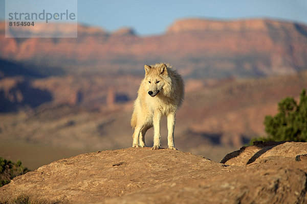 Wolf (Canis lupus)  adult  captive