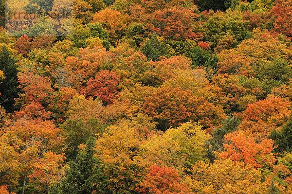 Laubwald in Herbstfarben  Indian Summer