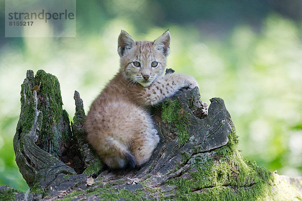 Eurasischer Luchs (Lynx lynx)  Jungtier auf altem Baumstamm