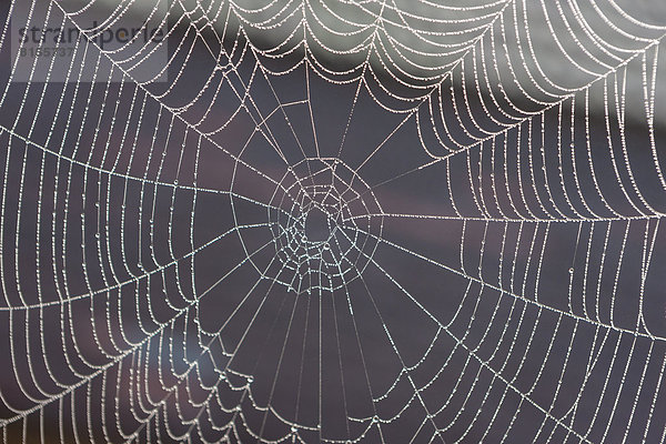 Germany  Bavaria  View of morning dew on spider web