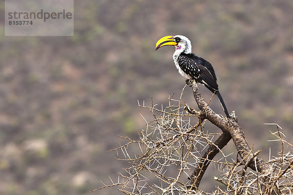 Afrika  Kenia  Blick auf den gelben Nashornvogel im Samburu Nationalpark