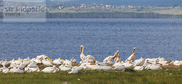 Afrika Kenia Blick auf weiße Pelikane im Lake Nakuru Nationalpark