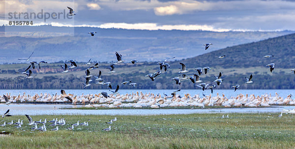 Afrika  Kenia  Blick auf Graukopfmöwen und weiße Pelikane im Lake Nakuru Nationalpark