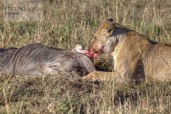 Afrika  Kenia  Blick auf Löwenfresser im Masai Mara Nationalpark