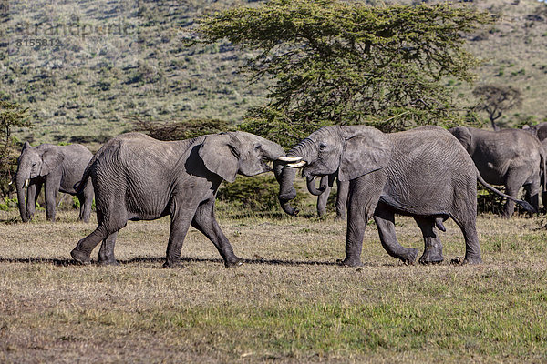 Afrika  Kenia  Blick auf afrikanische Elefantenkämpfe im Masai Mara Nationalpark