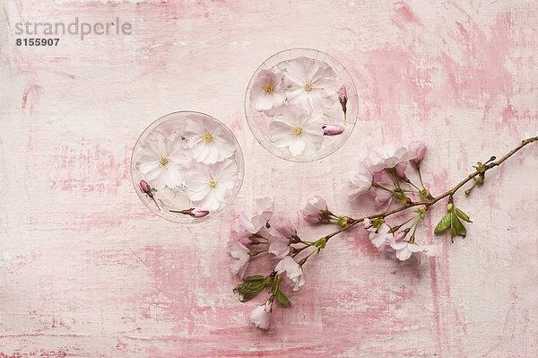 Rosa Kirschblüte im Glas  Nahaufnahme