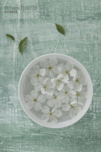 Weiße Kirschblüte in mit Wasser gefüllter Schale  Nahaufnahme