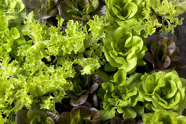 Lettuce  close up