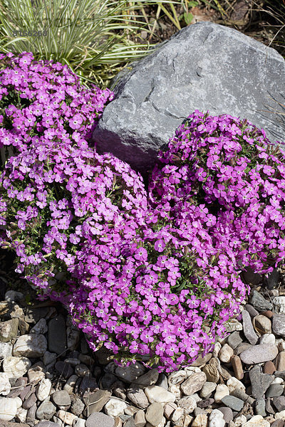 Geranium flowers  close up
