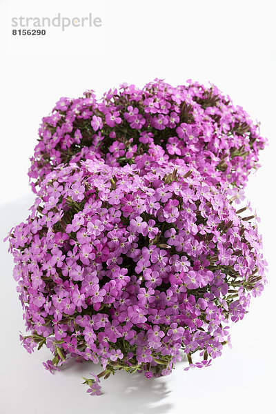 Geranium flowers against white background  close up