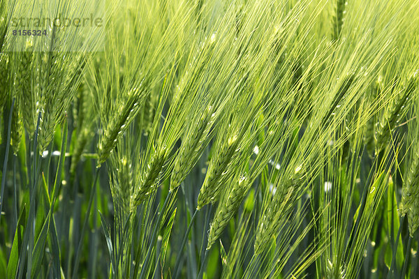 Germany  Rhineland Palatinate  Field of barley  close up