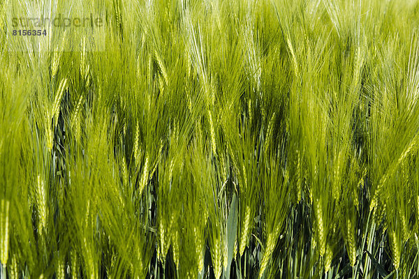 Germany  Rhineland Palatinate  Field of barley  close up
