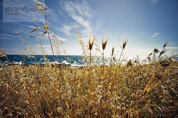 Italy  View of Wild Oat at Ionean sea